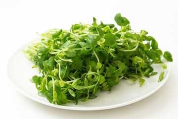 皿に乗った豆苗　白バック