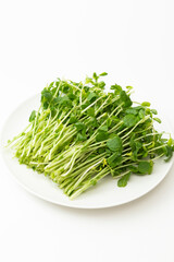 皿に乗った豆苗　白バック