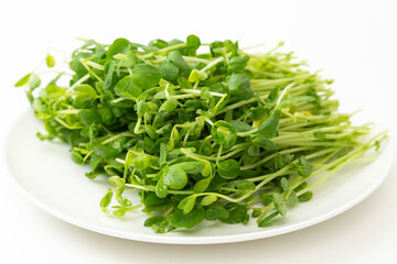 皿に乗った豆苗　白バック