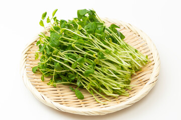 笊に乗った豆苗　白バック
