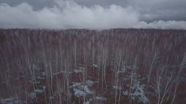 Enigmatic and misty woodland during bleak winter season. Grandiose overhead flight unmanned aerial vehicle perspective.