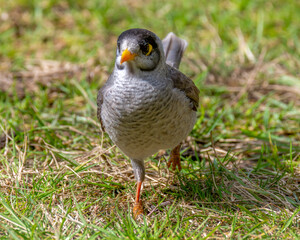 Noisy miner bird on the grass