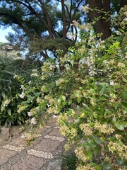 Serene garden landscape with ancient tree, white flowering bushes and stone path surrounded by lush foliage, jasmine blossoms in close-up, natural light 8K resolution.
