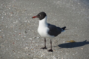 Laughing gull standing on sandy beach with seashells.