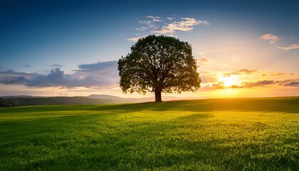 Obraz premium beautiful big tree alone in vast open field lush green grass serene sunset peaceful atmosphere nature landscape tranquil scene