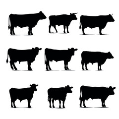 Fototapeta premium Angus cow silhouette set, Black & White silhouette set