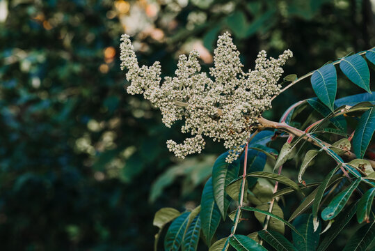 Shining sumac berries