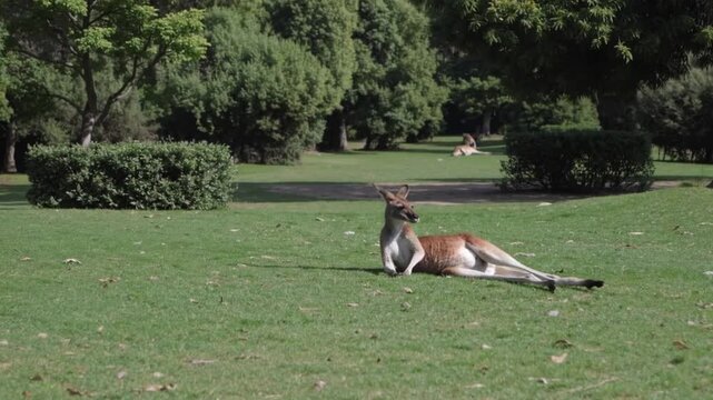 Marsupial Reclining in Relaxed Posture
