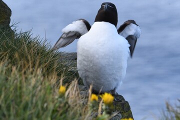 Razorbill at Látrabjarg, most western point of Iceland and Europe