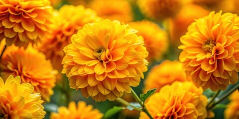 Detailed description of Kerria flowers close up with intricate details and vibrant colors , bloom, kurja, bloom,kurja