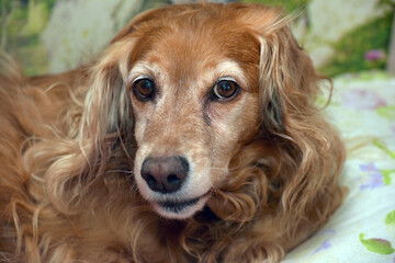 an adult red dog with long wavy hair. She has expressive brown eyes with a slight shine and a calm,...