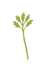 Green Parsley Leaf Vector Childlike Crayon Style