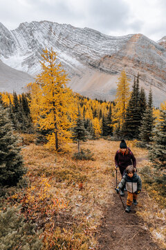 Mother and child hiking up a hill in the mountains surrounded by beautiful larch trees in Autumn