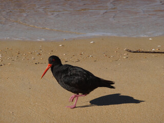 Oystercatcher on the beach 