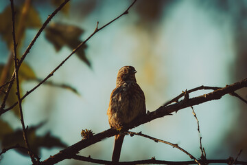 A small, reddish-brown bird with a striped breast is perched on a mossy branch, with its beak open in song. The background is a soft, out-of-focus mix of green and gold.