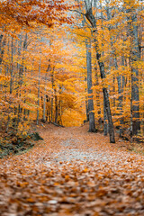 Up State New York in the Adirondack State Park during peak Fall Autumn season with golden maple...