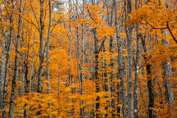 Up State New York in the Adirondack State Park during peak Fall Autumn season with golden maple leaves along the Hudson river. Trail up the Indian Head Lake view point.