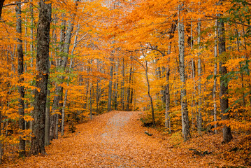 Up State New York in the Adirondack State Park during peak Fall Autumn season with golden maple leaves along the Hudson river. Trail up the Indian Head Lake view point.