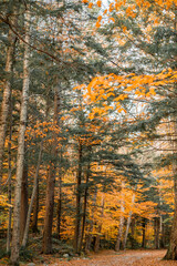 Up State New York in the Adirondack State Park during peak Fall Autumn season with golden maple...