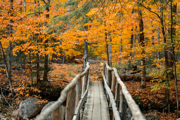 Up State New York in the Adirondack State Park during peak Fall Autumn season with golden maple...