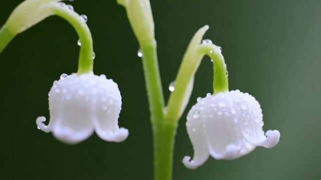 Pair of Delicate White Blooming Flowers Known as Lily of the Valley
