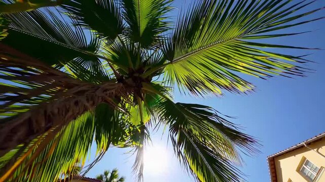 Green palm leaves and roof of yellow houses against blue sky. Palm trees in backlit summer sunlight. View from bottom to top Green palm leaves and roof of yellow houses against blue sky. Palm trees i