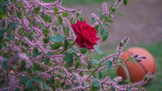 Exquisite pleasant charming crimson blossom on rosy thorny plant or bush that usually produces red, pink, yellow, or pale aromatic blooms, originating from northern temperate zones
