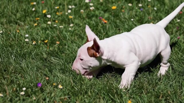 young dog of the Bull Terrier breed exhibiting playful behavior on grassy surface.