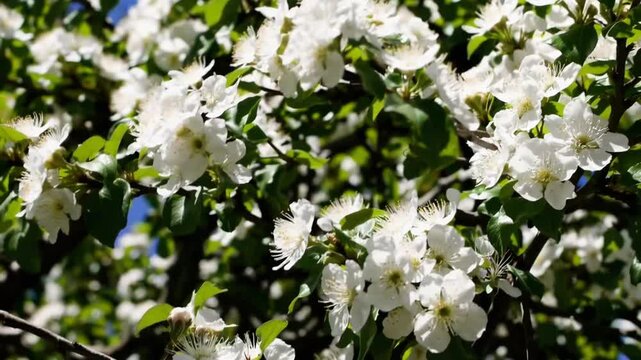 White flowering blossoms of hawthorn tree on its branches during the spring season, showcasing textures related to gardening and springtime