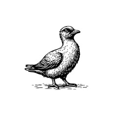 Detailed monochrome illustration of a standing bird conveying simplicity and nature's beauty