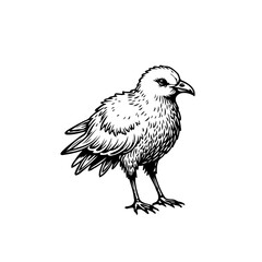 Intricate feathered friend avian beauty a captivating sketch of nature's elegance an artistic