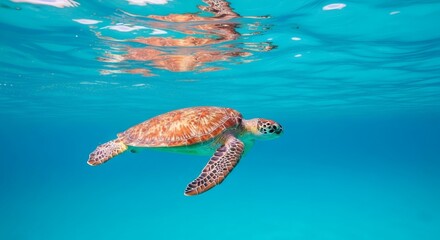 Obraz premium Graceful sea turtle swims in crystal-clear ocean waters, sunlight filtering through the surface, creating a serene underwater scene.