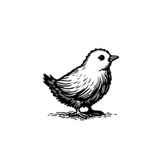Fototapeta premium Monochrome depiction of a young bird standing still and looking ahead, hand drawn etching style