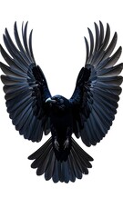 Obraz premium Black Crow in Flight, Wings Spread Wide