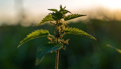 A close-up of a stinging nettle plant in the golden hour light, its serrated leaves backlit