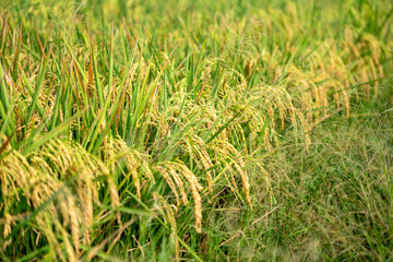 Golden rice plants in field ready for harvest