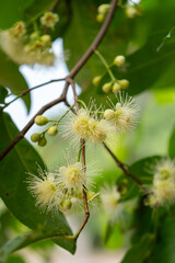Water apple flower blossoms