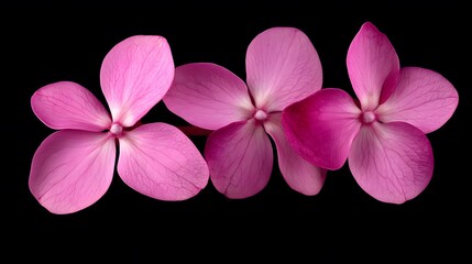 Vibrant Pink Hydrangea Blooms Closeup on Black Background