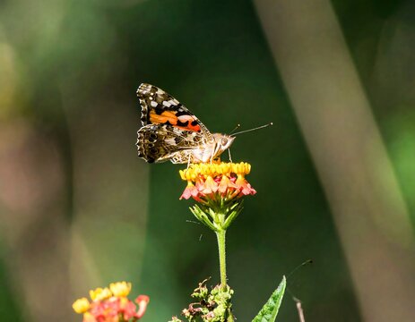 A butterfly with orange and black wings feeds on a vibrant yellow and red flower