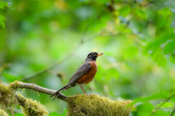 A robin with its classic orange breast and dark head stands on a mossy branch, holding a worm in its beak