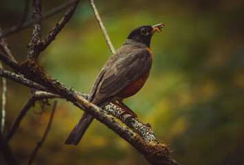 A robin with its classic orange breast and dark head stands on a mossy branch, holding a worm in its beak