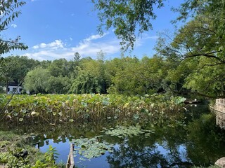 Serene Chinese-style garden pond with wooden bridge, floating lotus leaves, white pavilions, and lush greenery under clear blue sky wide-angle view