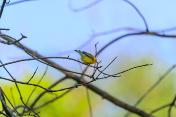 Prothonotary Warbler at Magee Marsh Wildlife Area, near Oak Harbor, Ohio.