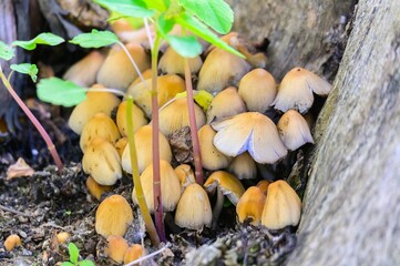 A Large Cluster of Mica Cap Mushrooms at the Base of a Tree at Magee Marsh Wildlife Area, near Oak Harbor, Ohio.
