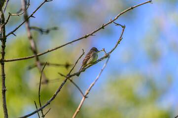 A Willow Flycatcher at Magee Marsh Wildlife Area, near Oak Harbor, Ohio.