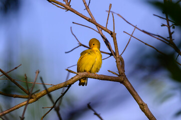 A Yellow Warbler Female at Magee Marsh Wildlife Area, near Oak Harbor, Ohio.