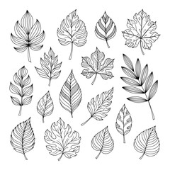 Collection of Black and White Sketch Doodle Style Leaf