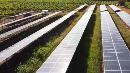 Solar panels integrated into vineyard with grape rows creating sustainable agriculture concept