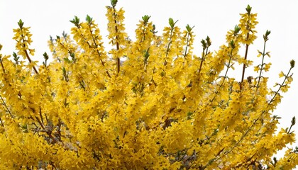 forsythia bush bursting with bright yellow flowers isolated on transparent background perfect for spring and easter designs