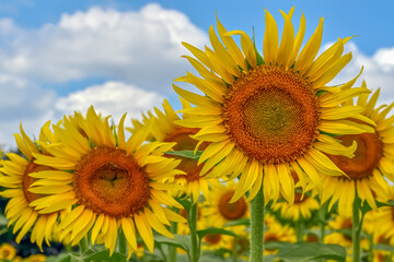 ヒマワリの花（Sunflower）